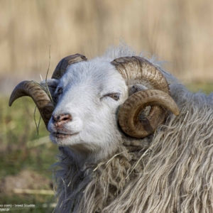 Owca, Ovis aries, Sheep, Das Schaf