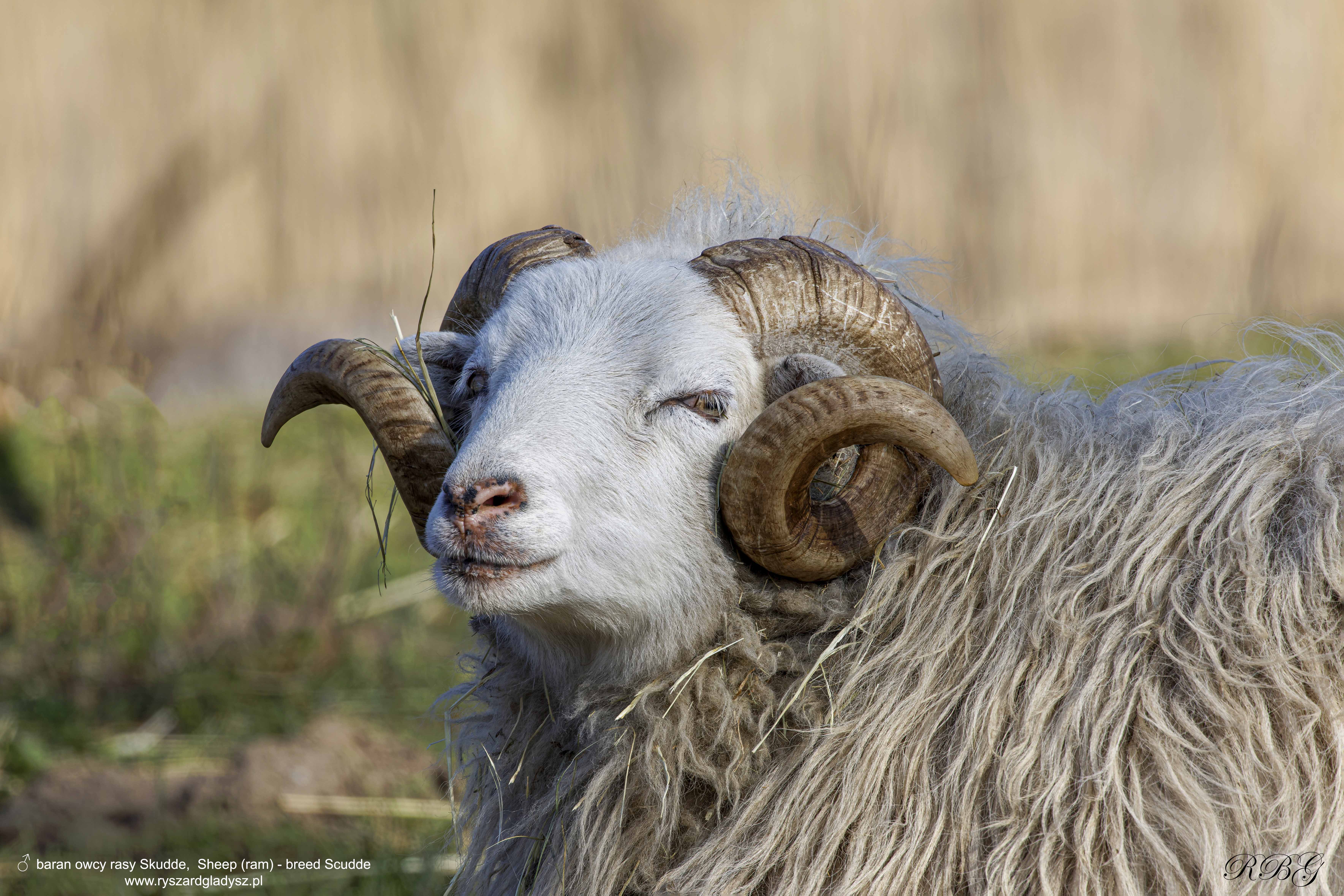 Owca, Ovis aries, Sheep, Das Schaf