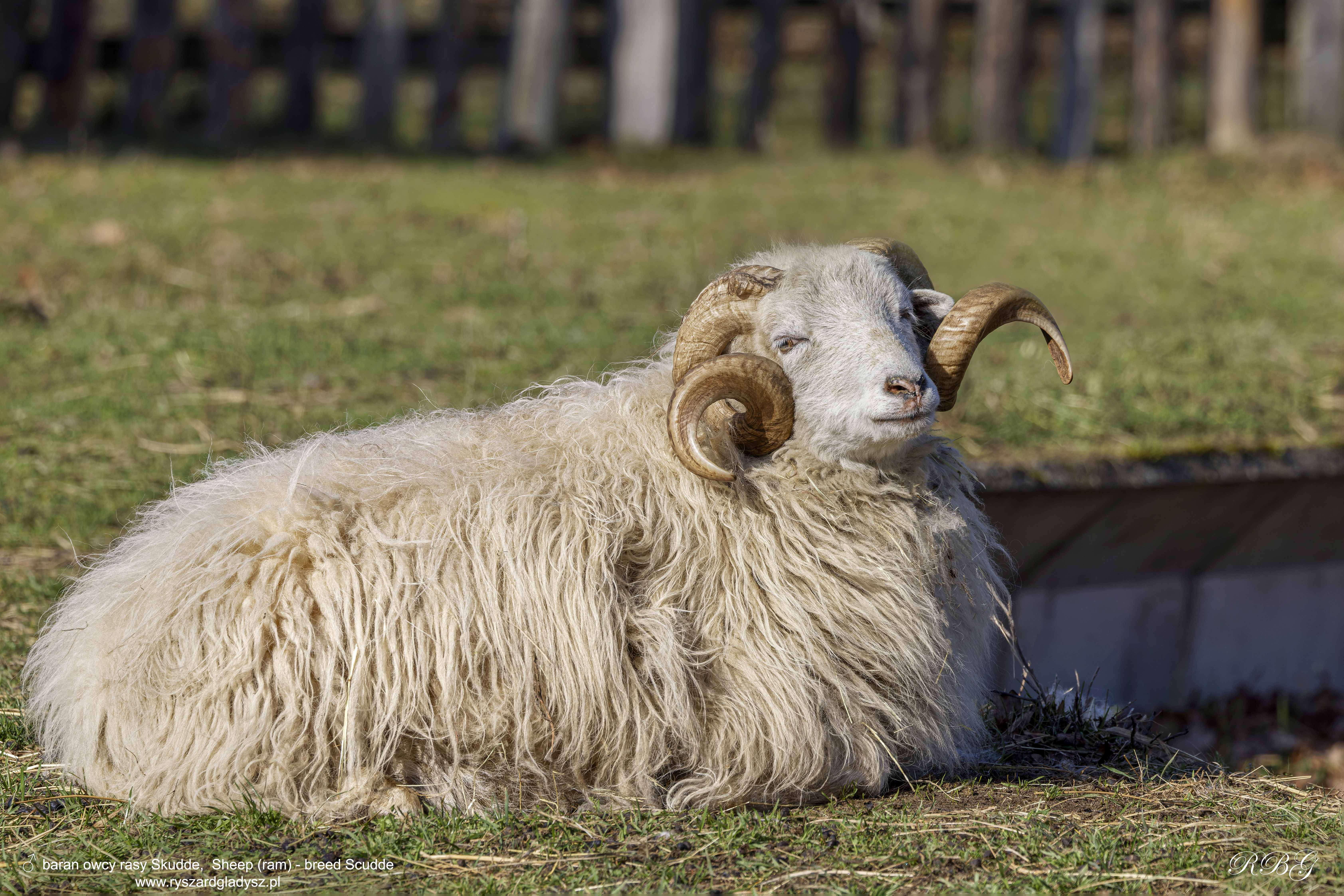 Owca, Ovis aries, Sheep, Das Schaf
