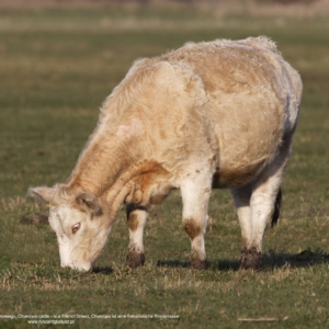 Bydło, domowe francuskiej rasy Charolaise, Charolais cattle - is a French breed, Charolais ist eine französische Rinderrasse