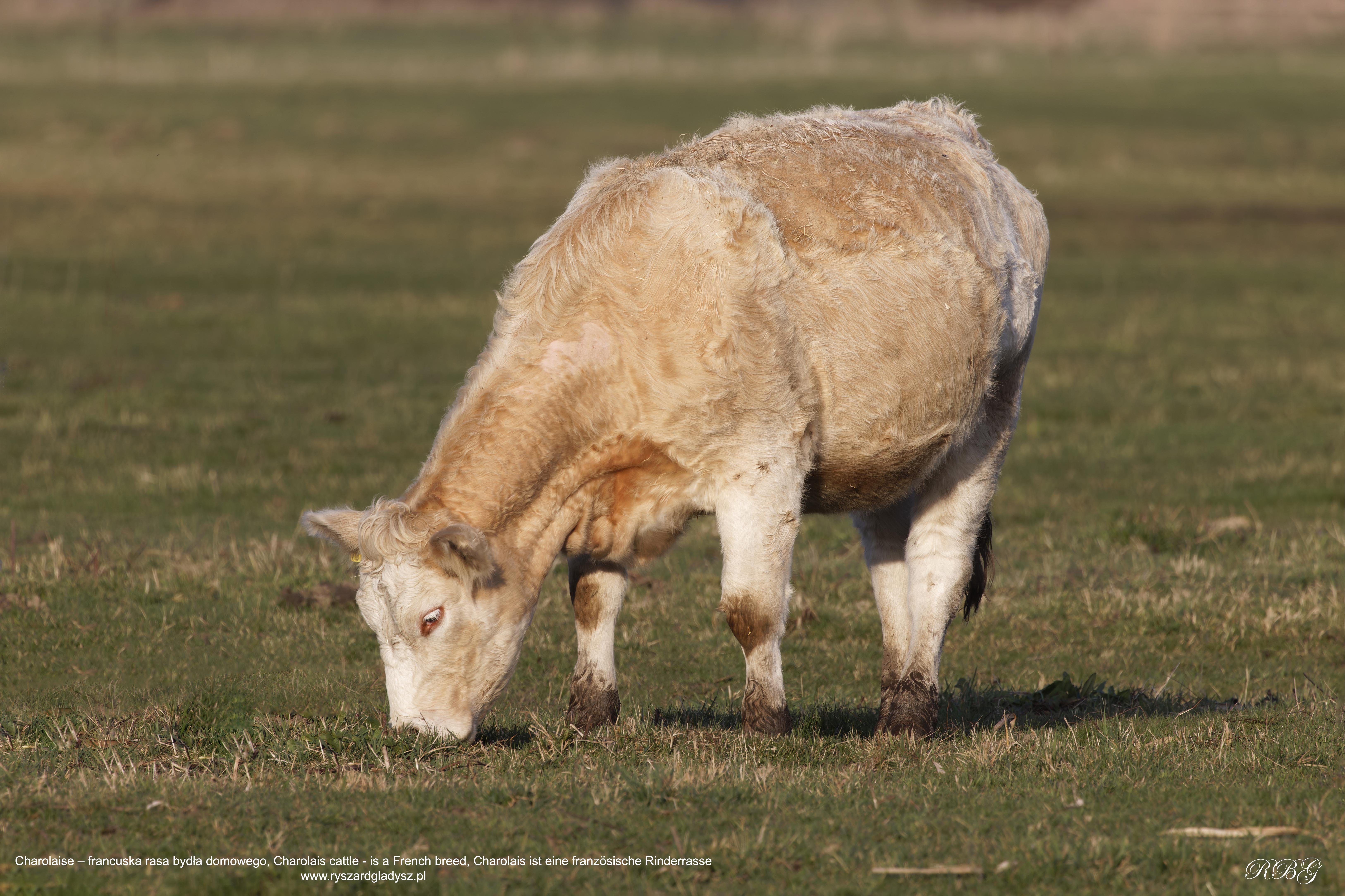 Bydło, domowe francuskiej rasy Charolaise, Charolais cattle - is a French breed, Charolais ist eine französische Rinderrasse
