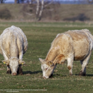 Bydło, domowe francuskiej rasy Charolaise, Charolais cattle - is a French breed, Charolais ist eine