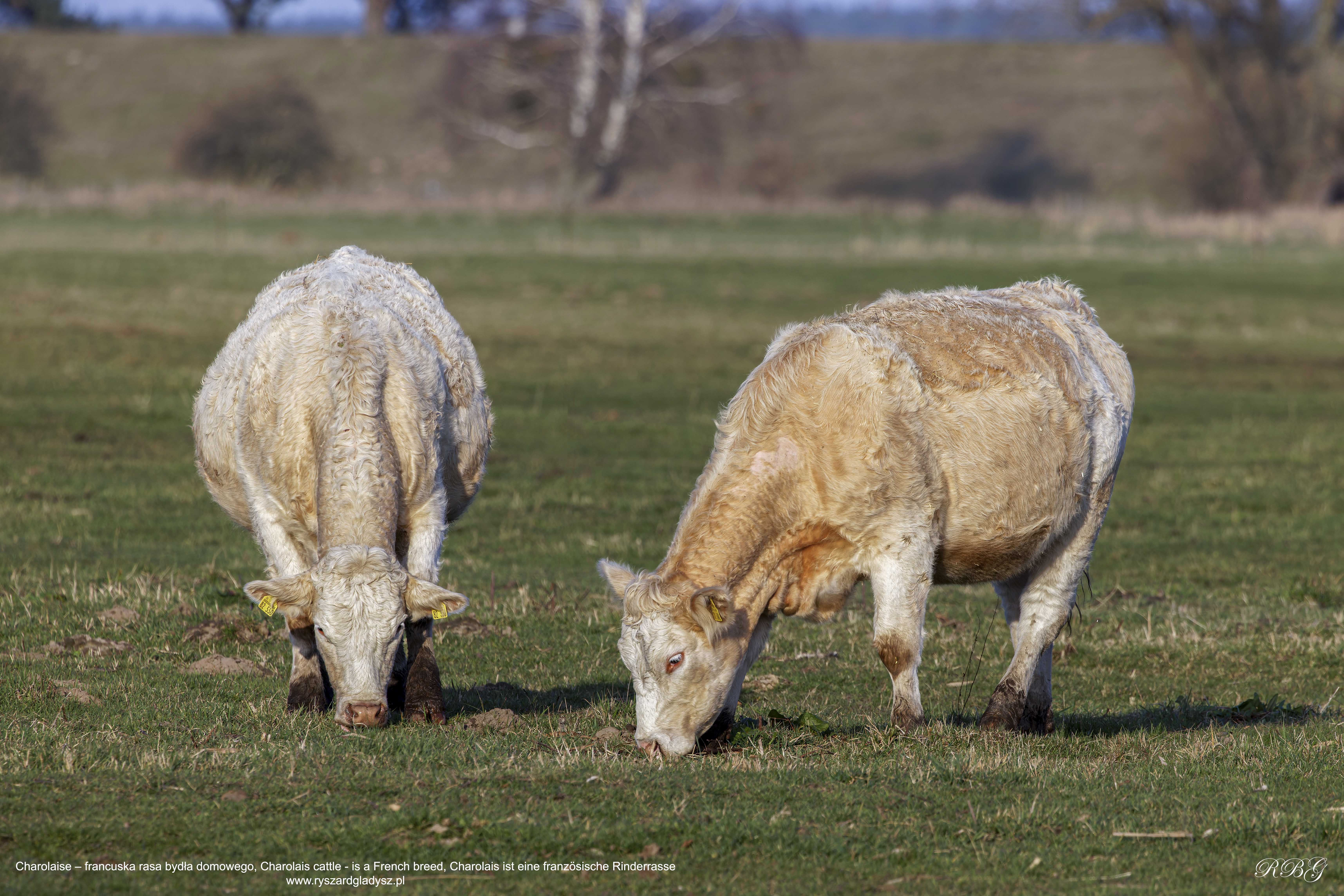 Bydło, domowe francuskiej rasy Charolaise, Charolais cattle - is a French breed, Charolais ist eine