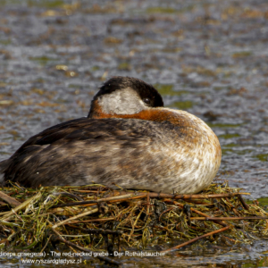 Perkoz rdzawoszyi, Podiceps grisegena, The red-necked grebe, Der Rothalstaucher