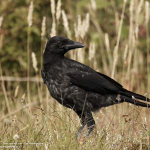 Czarnowron, Corvus corone, The carrion crow, Die Rabenkrähe