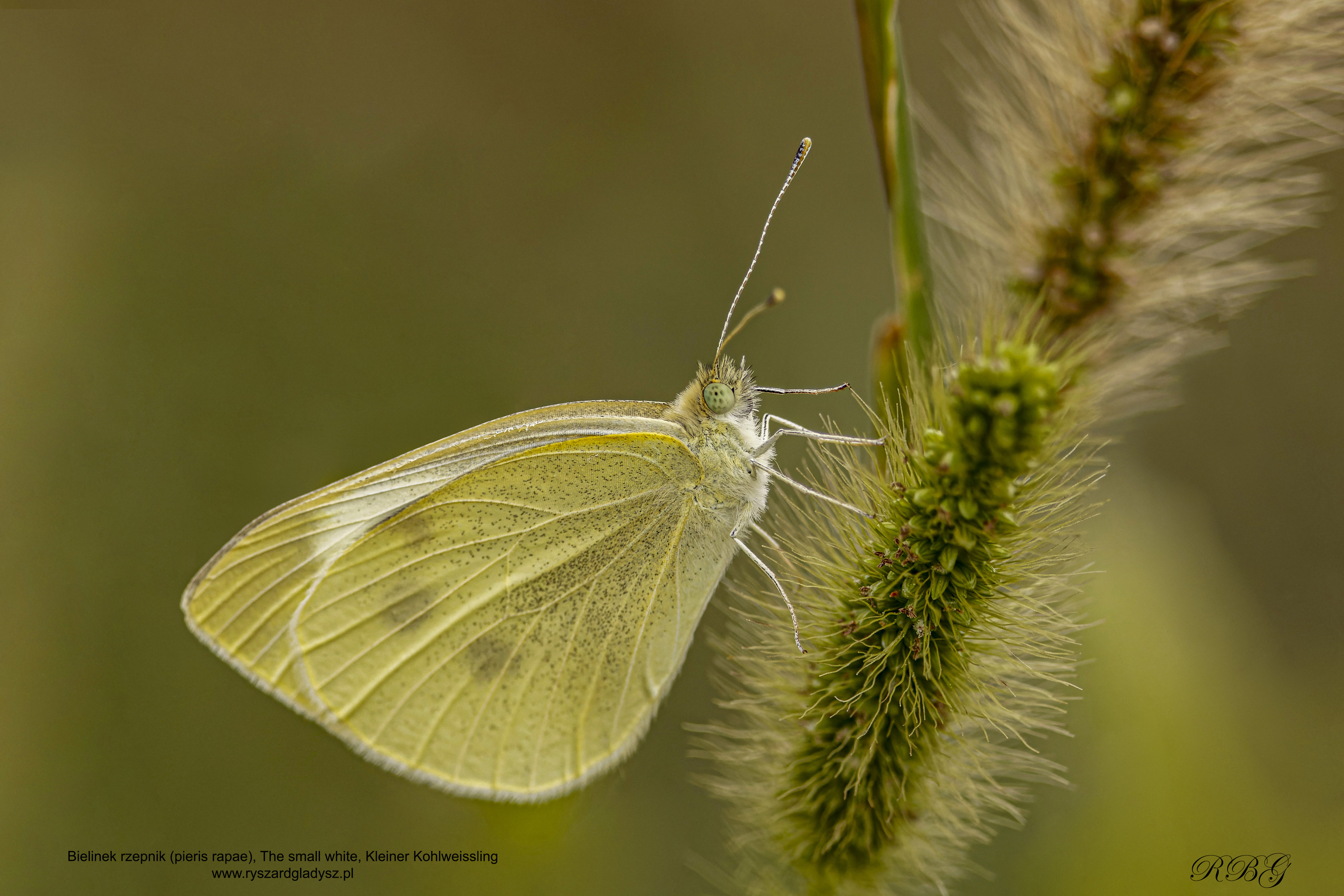 Bielinek rzepnik, Pieris rapae, Small white, Kleiner Kohlweissling, Репница