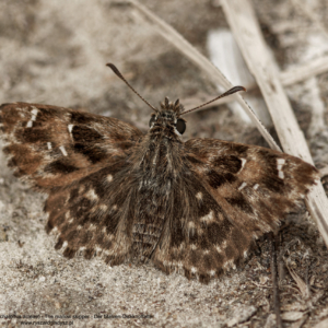 Warcabnik ślazowiec, Carcharodus alceae, The mallow skipper, Der Malven-Dickkopffalter