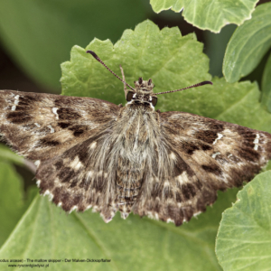 Warcabnik ślazowiec, Carcharodus alceae, The mallow skipper, Der Malven-Dickkopffalter