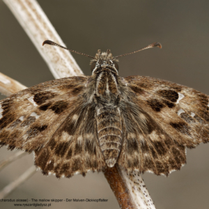 Warcabnik ślazowiec, Carcharodus alceae, The mallow skipper, Der Malven-Dickkopffalter