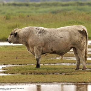 Bydło rasy Speckle Park, Cattle, Das Spackle Park Hausrindrasse