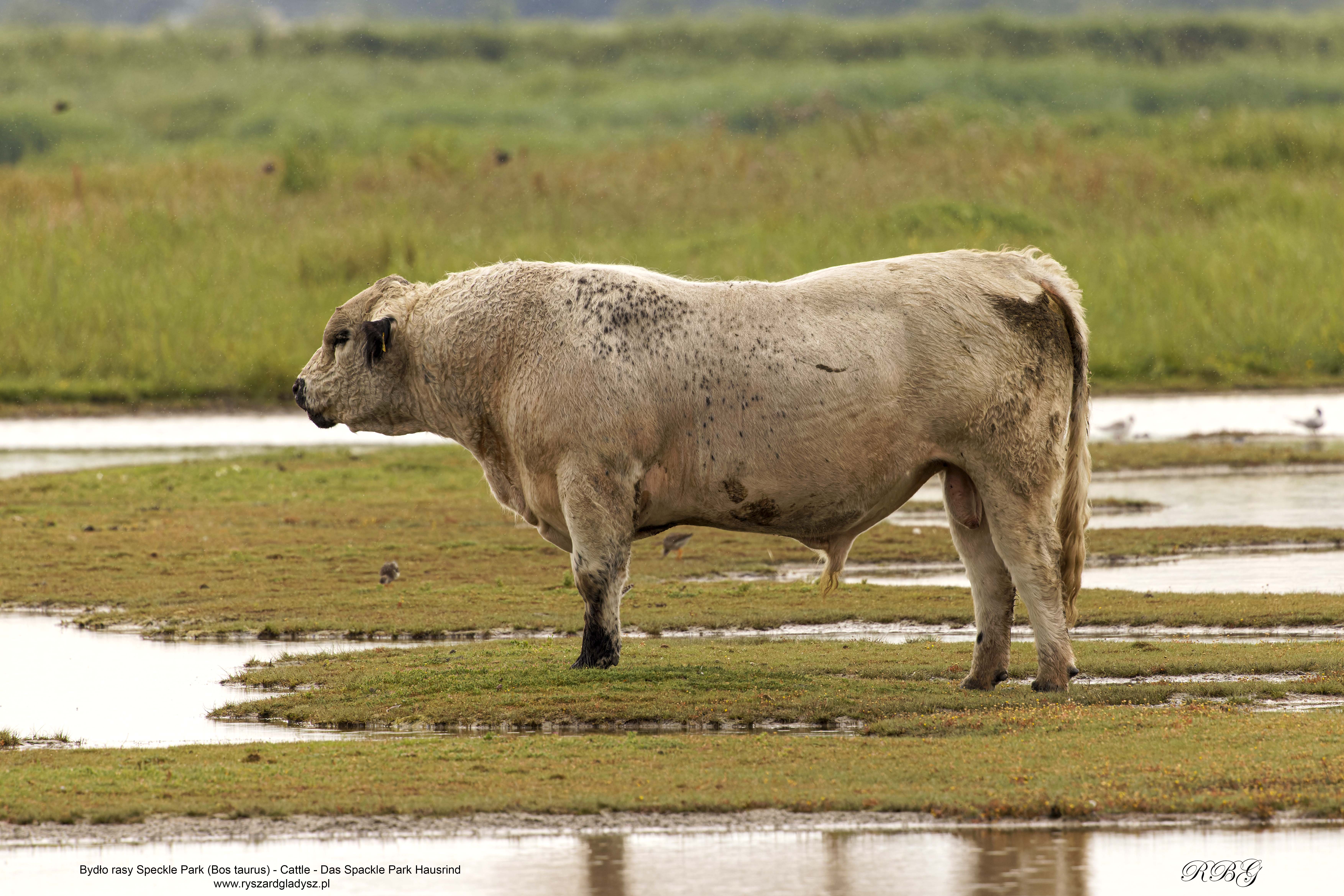 Bydło rasy Speckle Park, Cattle, Das Spackle Park Hausrindrasse