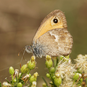 Strzępotek ruczajnik, Coenonympha pamphilus, The small heath, Das Kleine Wiesenvögelchen