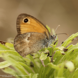 Strzępotek ruczajnik, Coenonympha pamphilus, The small heath, Das Kleine Wiesenvögelchen