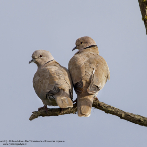 Gołąb sierpówka, Streptopelia decaocto, Collared dove, Die Türkentaube, Кольчатая горлица