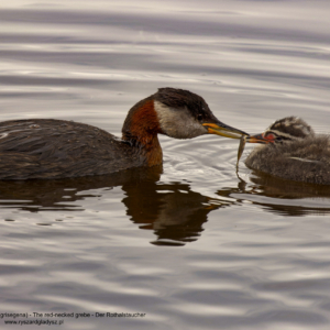 Perkoz rdzawoszyi, Podiceps grisegena, The red-necked grebe, Der Rothalstaucher