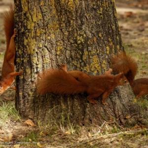 Wiewiórka, Sciurus vulgaris, Red squirrel, Eichhörnchen, Белка