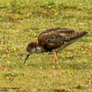 Batalion, Calidris pugnax, The ruff, Der Kampfläufer