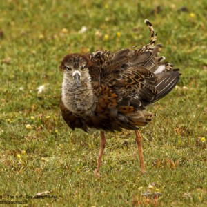 Batalion, Calidris pugnax, The ruff, Der Kampfläufer