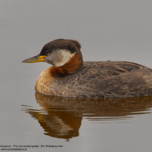 Perkoz rdzawoszyi, Podiceps grisegena, The red-necked grebe, Der Rothalstaucher