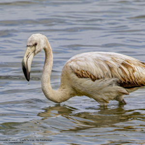 Flaming różowy, Phoenicopterus roseus, Greater flamingo, Der Rosaflamingo