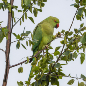 Aleksandretta obrożna, Psittacula krameri, The rose-ringed parakeet, Der Halsbandsittich