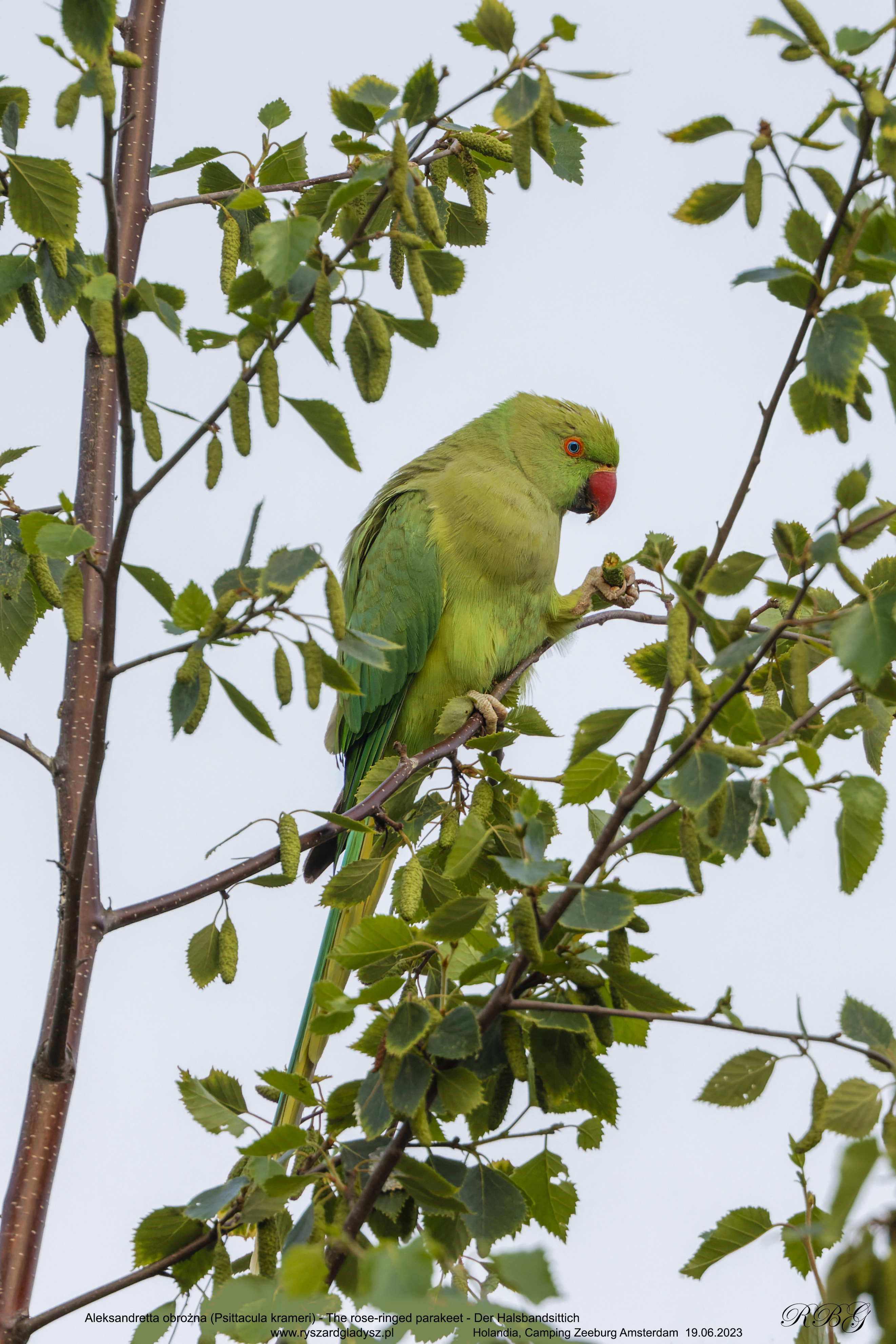 Aleksandretta obrożna, Psittacula krameri, The rose-ringed parakeet, Der Halsbandsittich