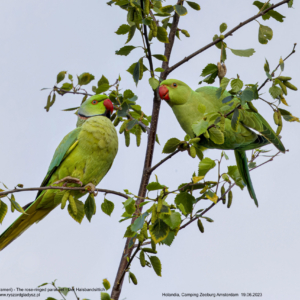 Aleksandretta obrożna, Psittacula krameri, The rose-ringed parakeet, Der Halsbandsittich