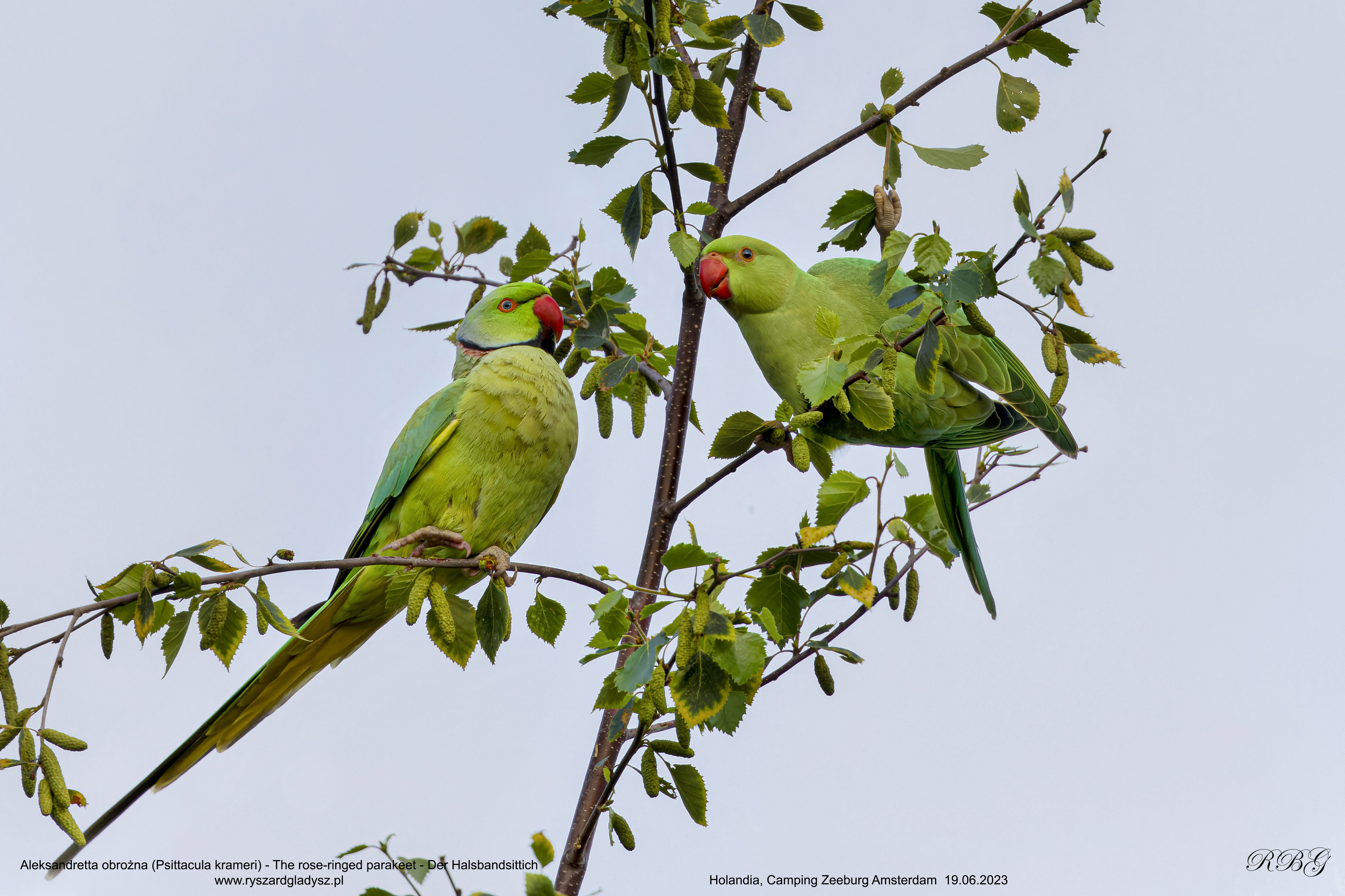 Aleksandretta obrożna, Psittacula krameri, The rose-ringed parakeet, Der Halsbandsittich