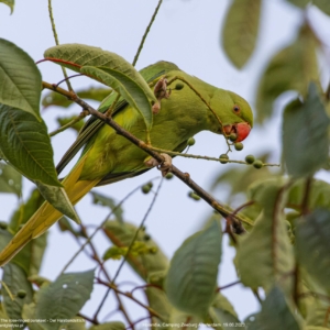 Aleksandretta obrożna, Psittacula krameri, The rose-ringed parakeet, Der Halsbandsittich