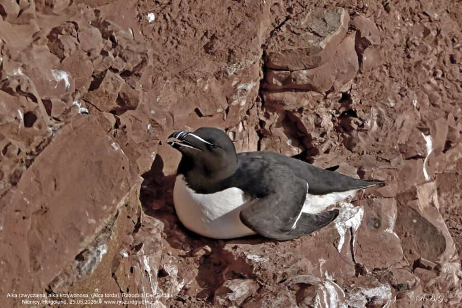 Alka zwyczajna, alka, Alca torda, Razorbill, Tordalk. Ptaki morskie, alkowate, ptaki oceaniczne, ptaki wodne, strunowce, siewkowe, Alcidae, Charadriiformes, Alca, birds, seabirds, auk, razorbill, marine birds, Vogel, Vögel, Seevögel, Tordalk.