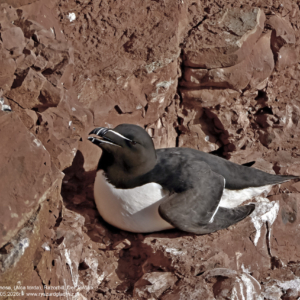 Alka zwyczajna, alka krzywonosa, Alca torda, Razorbill, Tordalk