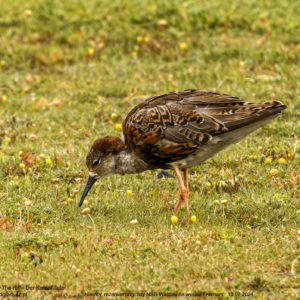 Batalion 9870 Batalion, Calidris pugnax, The ruff, Der Kampfläufer