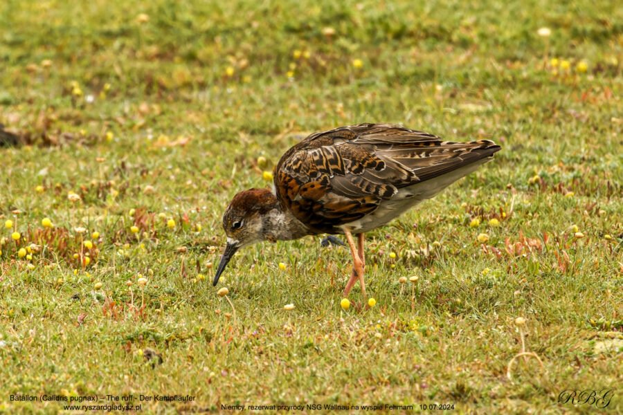 Batalion (Calidris pugnax) – The ruff - Der Kampfläufer Ptaki, siewkowate, bekasowate, biegusy, birds, Schnepfenvögel, Strandläufer, Vogel, Vögel