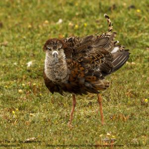 Batalion 9900 Batalion, Calidris pugnax, The ruff, Der Kampfläufer