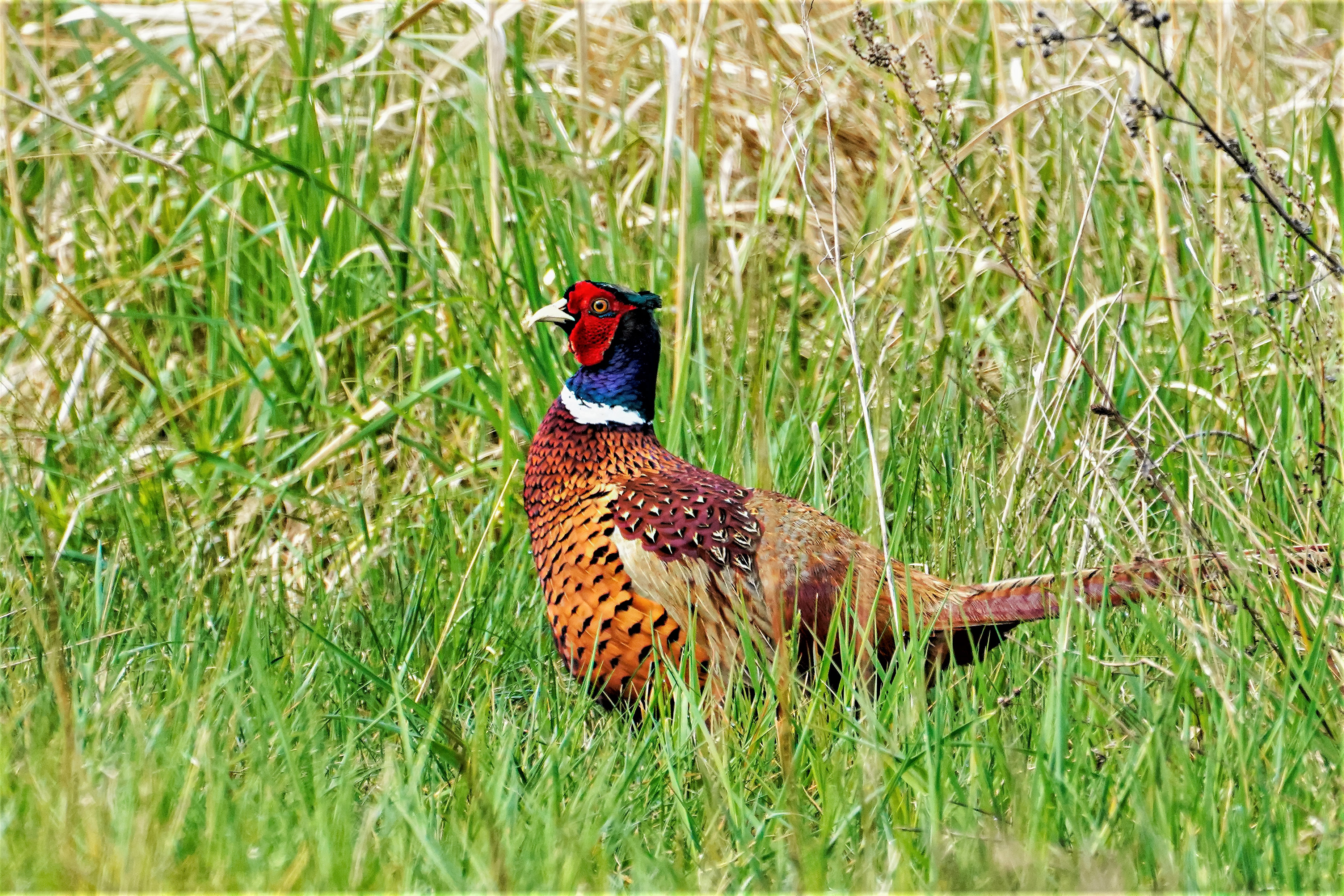 Bażant,  Common pheasant, Der Fasan, Phasianus colchicus, Фазан