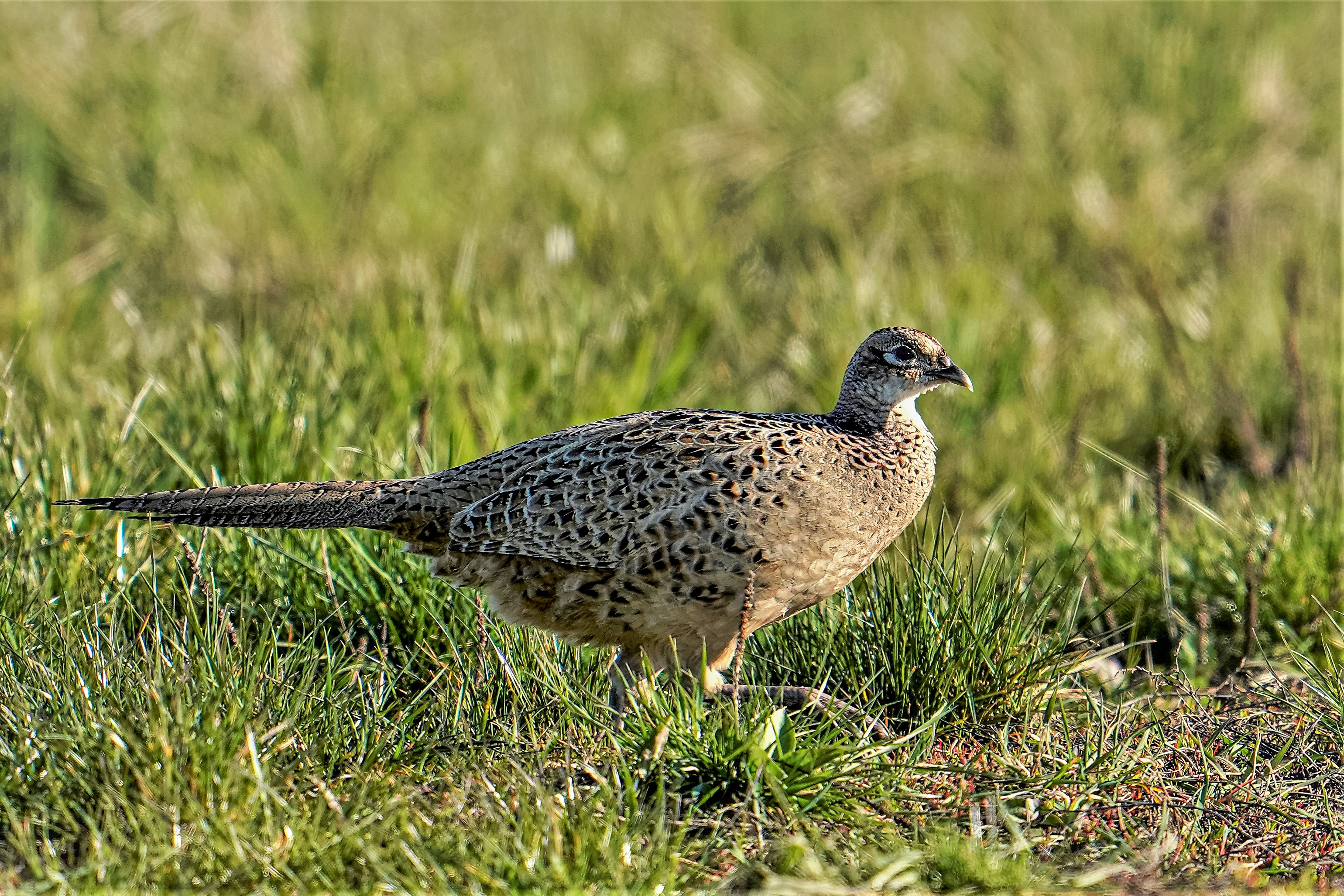 Bażant,  Common pheasant, Der Fasan, Phasianus colchicus, Фазан