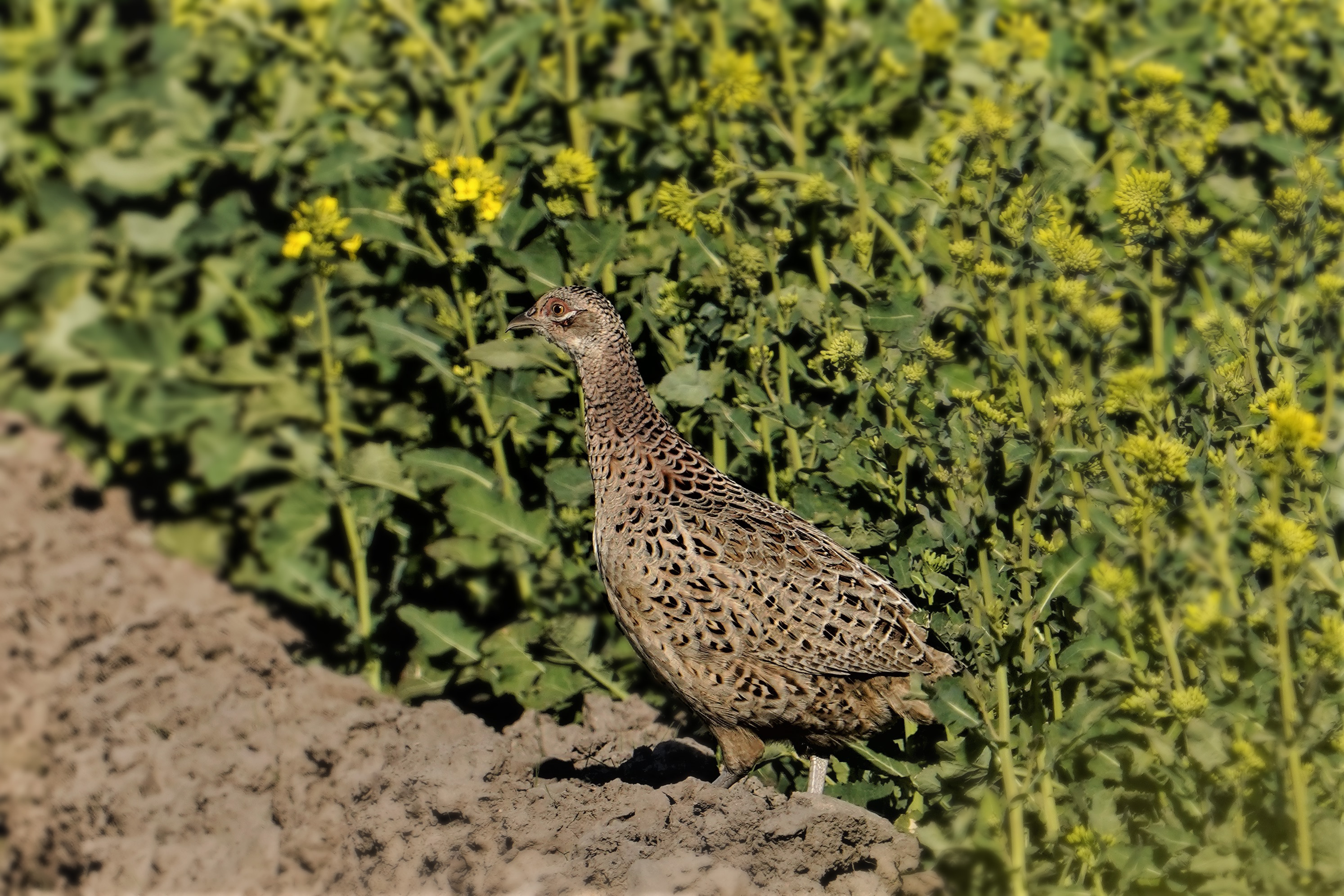 Bażant,  Common pheasant, Der Fasan, Phasianus colchicus, Фазан