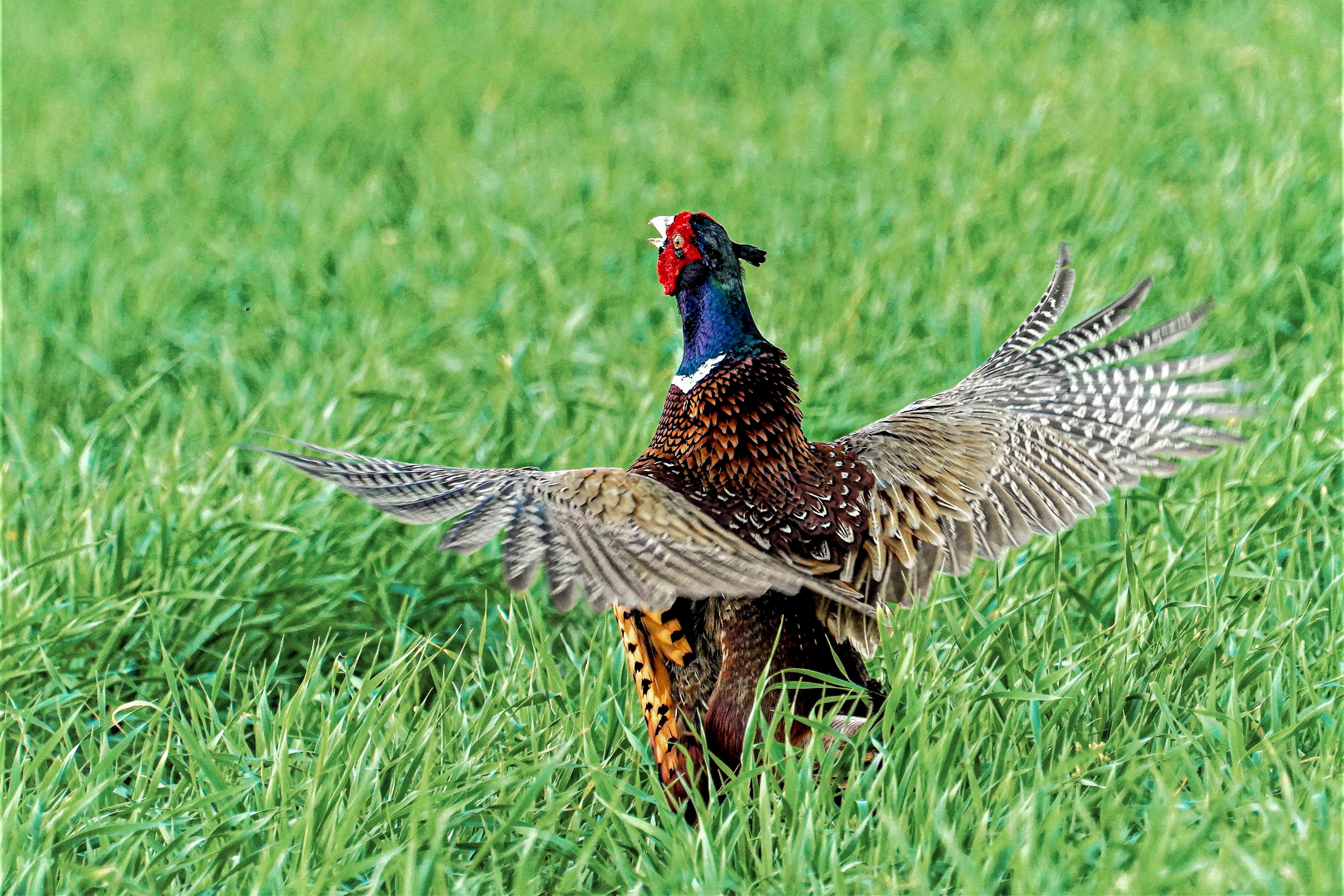 Bażant,  Common pheasant, Der Fasan, Phasianus colchicus, Фазан