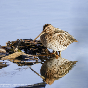 Bekas kszyk 0461 Bekas kszyk, Gallinago gallinago, The common snipe, Die Bekassine