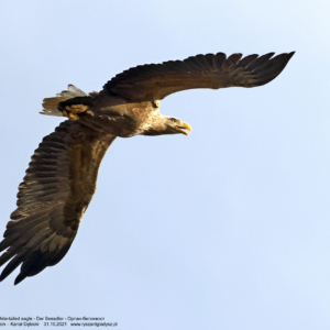 Bielik, Haliaeetus albicilla, White-tailed eagle, Der Seeadler, Орлан-белохвост
