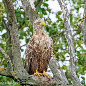 Bielik, Haliaeetus albicilla, White-tailed eagle, Der Seeadler, Орлан-белохвост