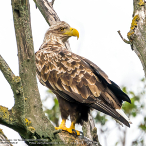 Bielik, Haliaeetus albicilla, White-tailed eagle, Der Seeadler, Орлан-белохвост