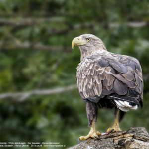 Bielik, Haliaeetus albicilla, White-tailed eagle, Der Seeadler, Орлан-белохвост