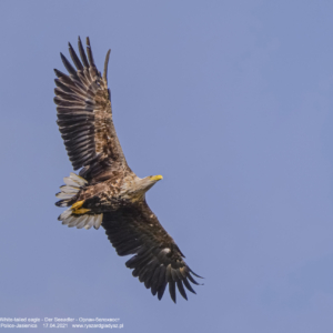 Bielik, Haliaeetus albicilla, White-tailed eagle, Der Seeadler, Орлан-белохвост