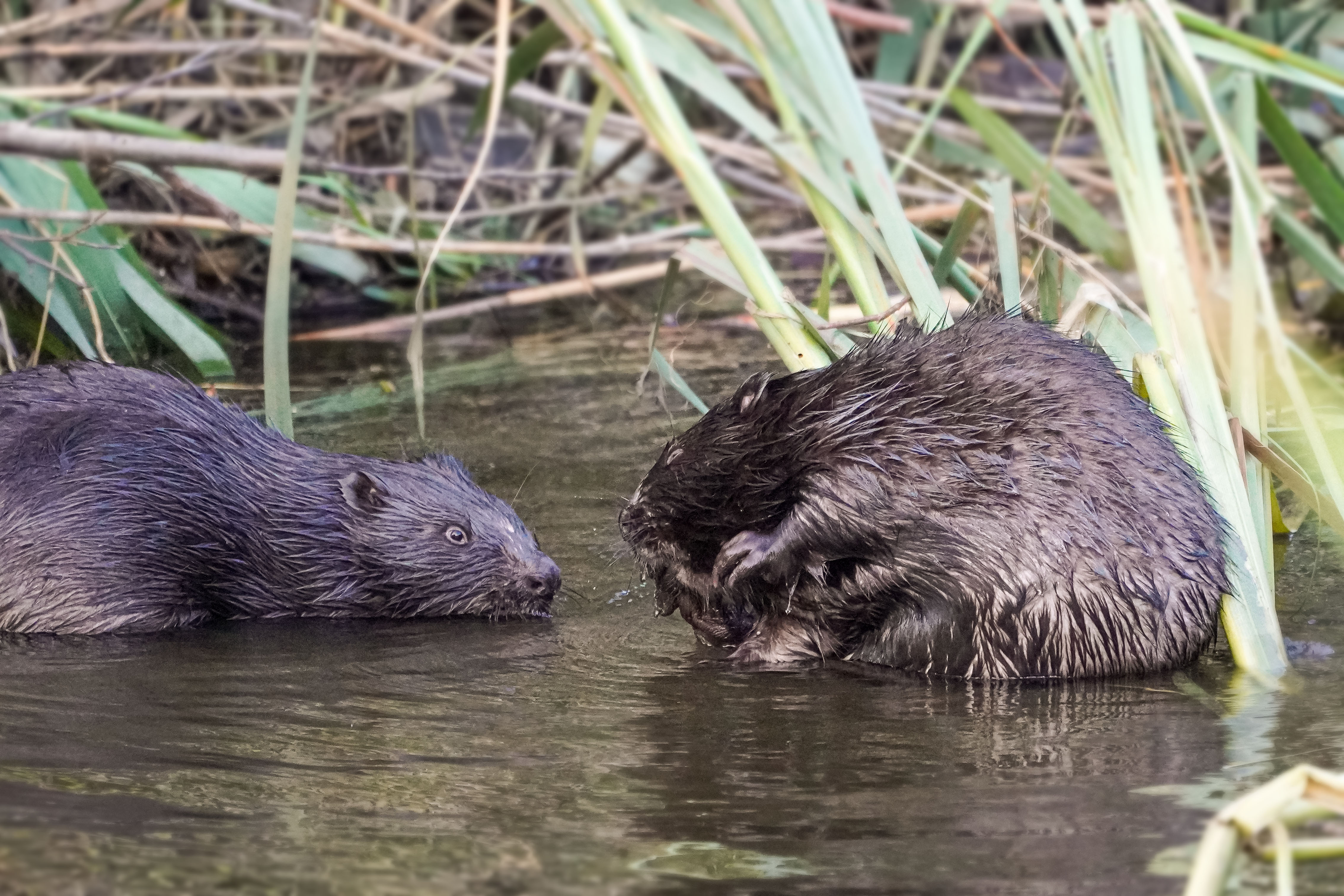 Bóbr, Castor fiber, Beaver, Der Biber, Бобр
