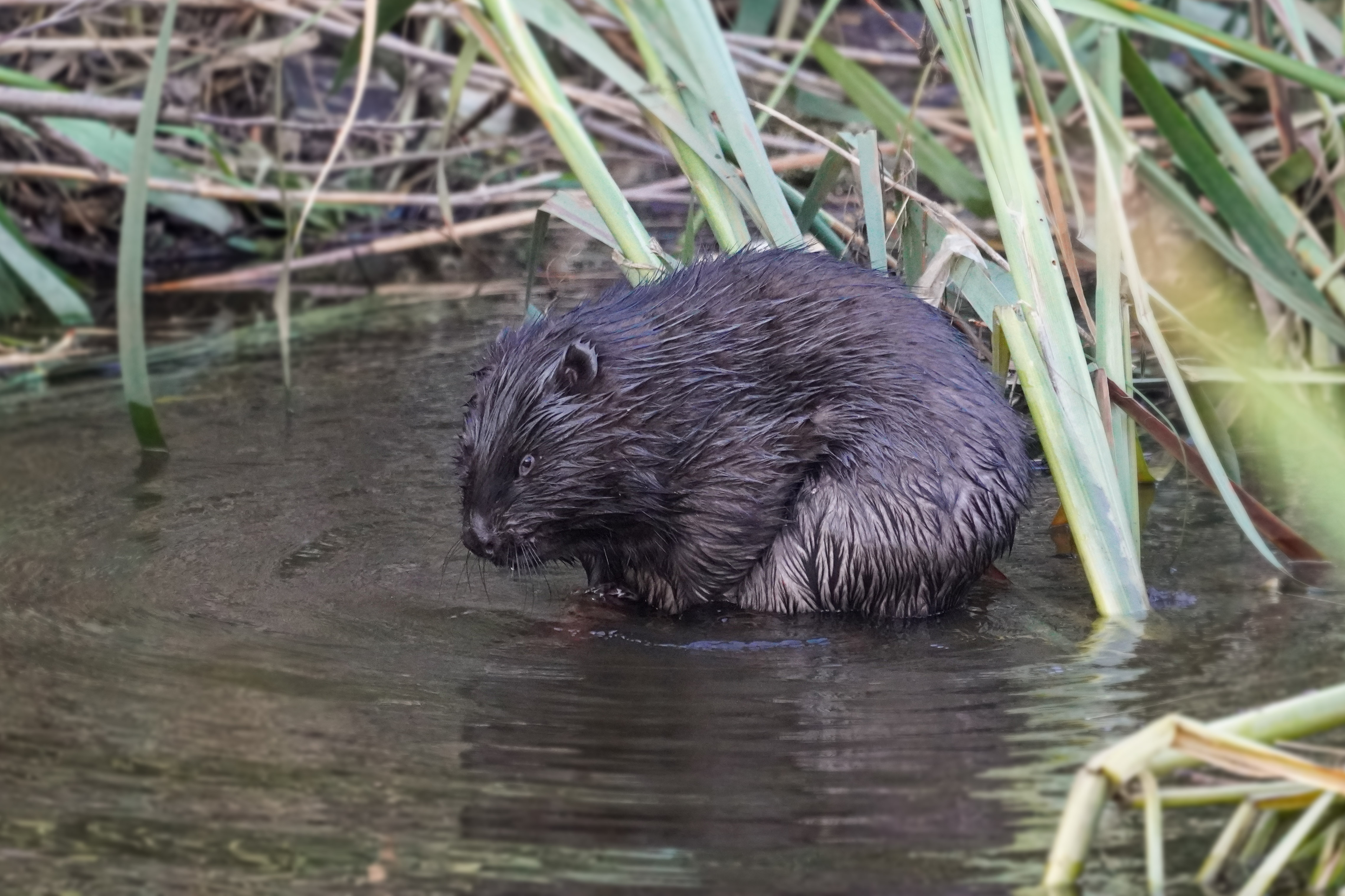 Bóbr, Castor fiber, Beaver, Der Biber, Бобр