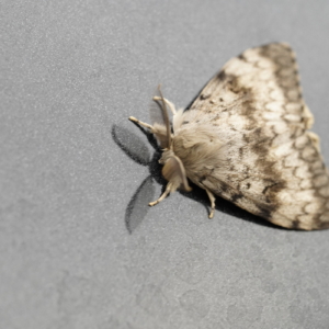 Brudnica nieparka, Lymantria dispar, Gypsy moth, Der Schwammspinner, Непарный шелкопряд
