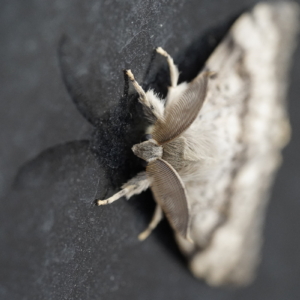 Brudnica nieparka, Lymantria dispar, Gypsy moth, Der Schwammspinner, Непарный шелкопряд