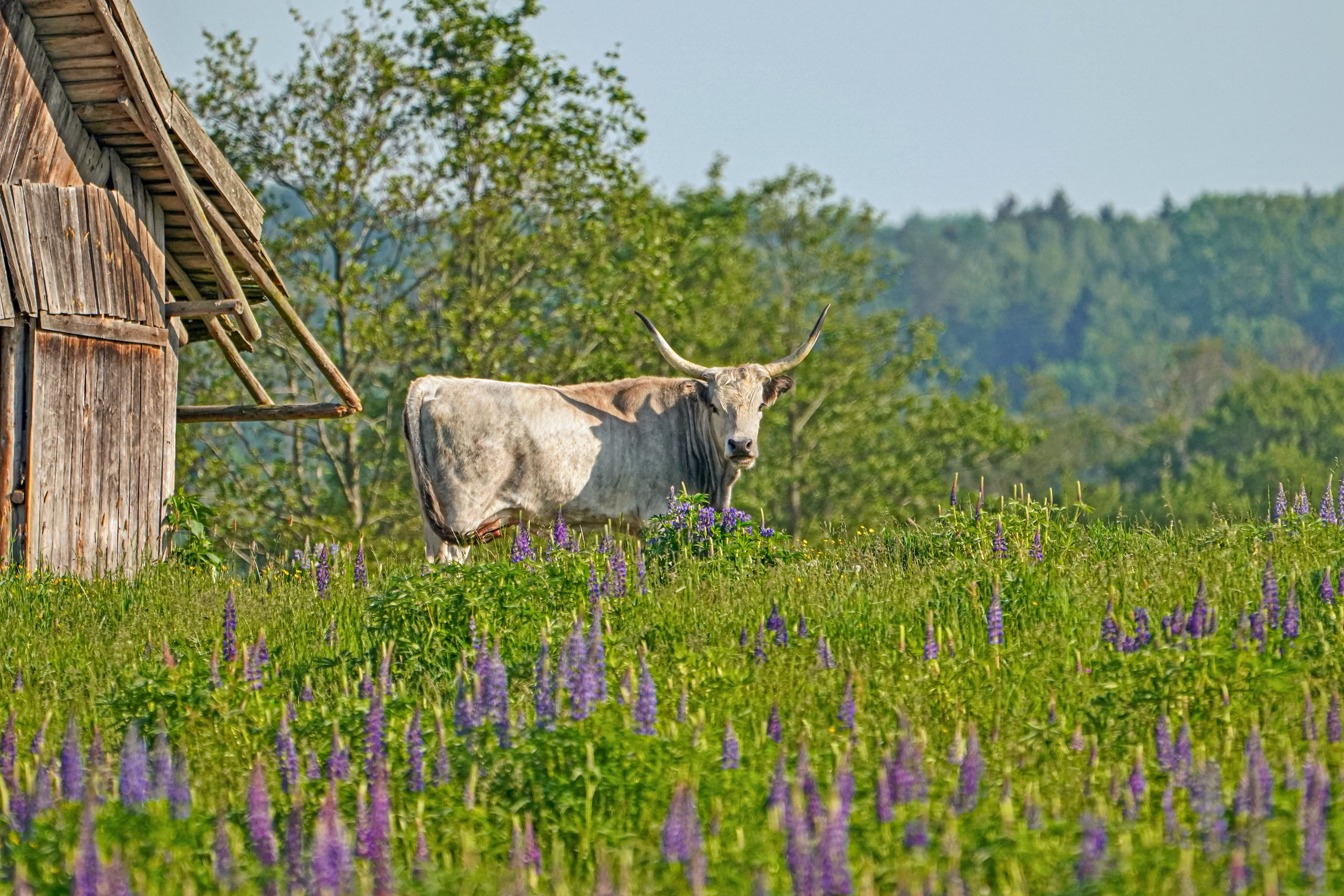 Bydło, Bos taurus, Cattle, Das Hausrind, Крупный рогатый скот
