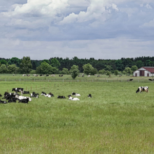 Bydło, Bos taurus, Cattle, Das Hausrind, Крупный рогатый скот